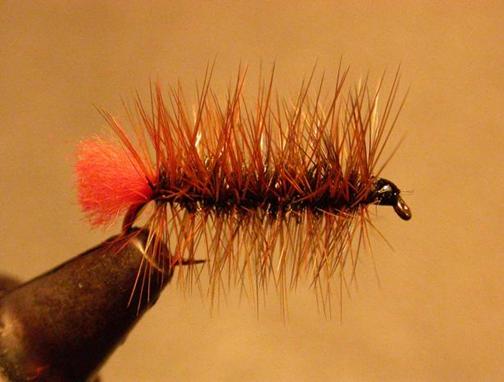 Worm